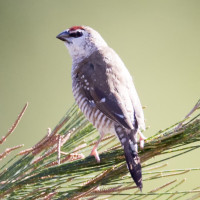 Plum-headed Finch